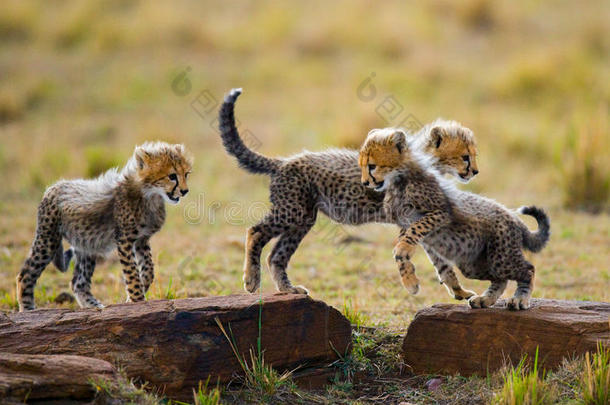 猎豹幼崽在<strong>草原上</strong>互相玩耍。 肯尼亚。 坦桑尼亚。 非洲。 国家公园。 塞伦盖蒂。 马赛马拉。
