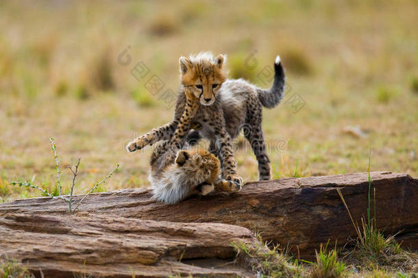 猎豹幼崽在<strong>草原</strong>上互相玩耍。 肯尼亚。 坦桑尼亚。 非洲。 国家公园。 塞伦盖蒂。 马<strong>赛马</strong>拉。