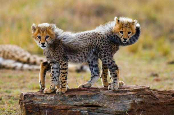 猎豹幼崽在<strong>草原</strong>上互相玩耍。 肯尼亚。 坦桑尼亚。 非洲。 国家公园。 塞伦盖蒂。 马<strong>赛马</strong>拉。