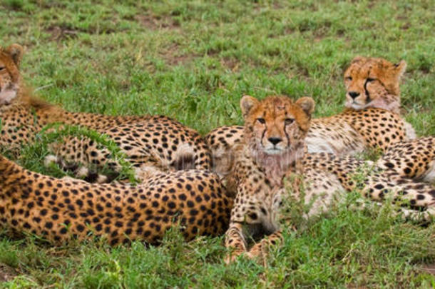 <strong>草原上</strong>有五只猎豹。 肯尼亚。 坦桑尼亚。 非洲。 国家公园。 塞伦盖蒂。 马赛马拉。