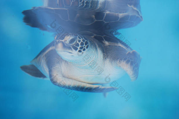 可爱的小海龟在水下