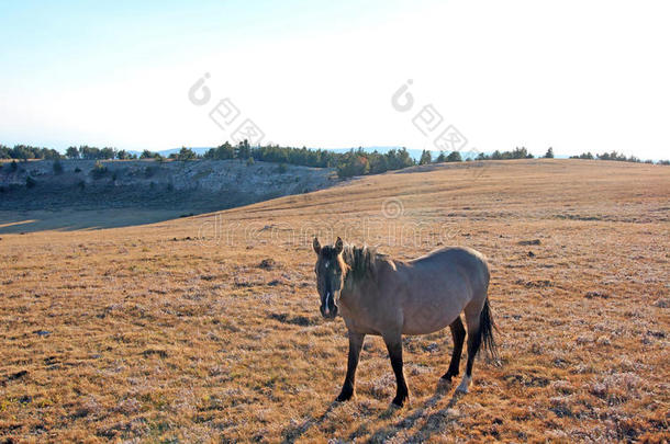 午后的阳光照亮了普赖尔山茶杯碗上方赛克斯山脊上的一匹野马，那是一匹灰色的野马