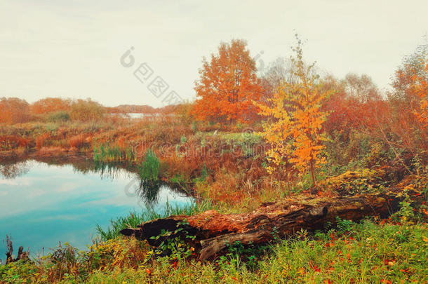 雾蒙蒙的秋色景观-蓝色的秋河在雾蒙蒙的天气里长满了芦苇。