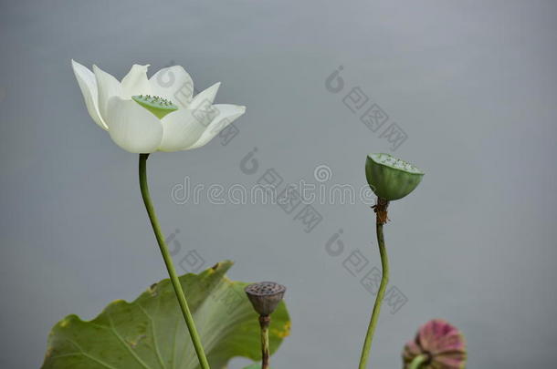 水生的水生植物背景开花日光