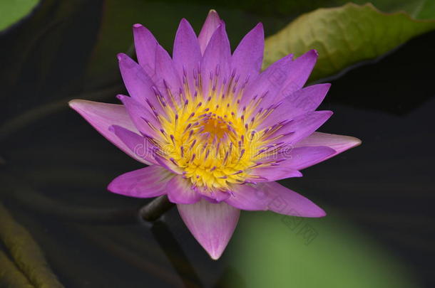 水生的水生植物背景开花日光