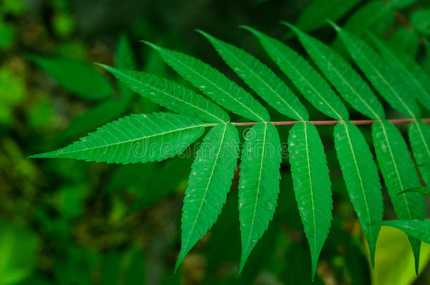 美丽的绿叶背景