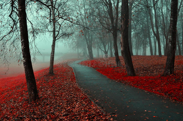 秋景公园。秋叶飘红的雾园秋景