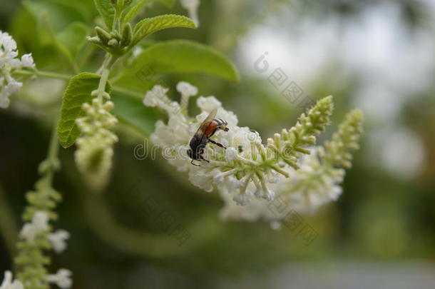 花虫