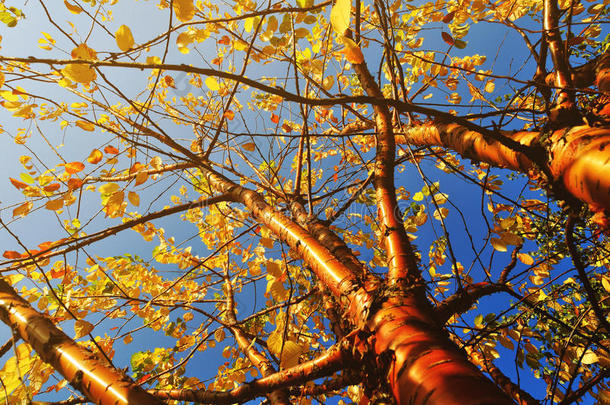 秋天的黄鸟樱桃树-秋天阳光明媚的景色。