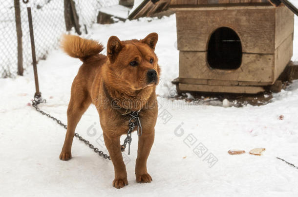 在村子里冬天，警犬在链子上。