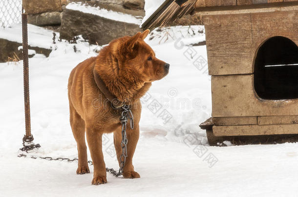 在<strong>村子</strong>里冬天，警犬在链子上。