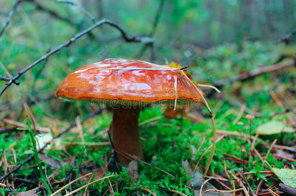 秋天森林里美丽的蘑菇
