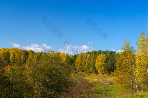 秋林叶彩长大全景背景