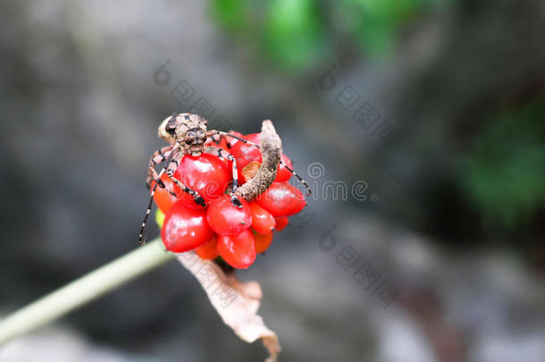 魔芋动物秋天背景披头士