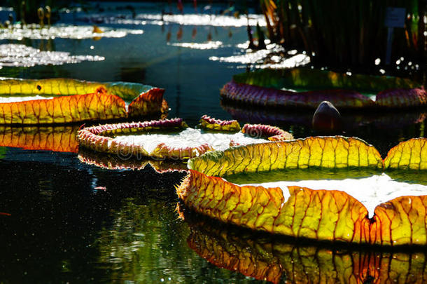 明亮的绿色、黄色和橙色的叶子漂浮在池塘里