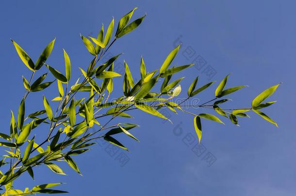竹枝-透明的绿叶映衬着蓝天。