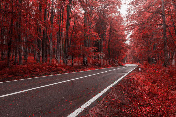 秋天的路穿过森林