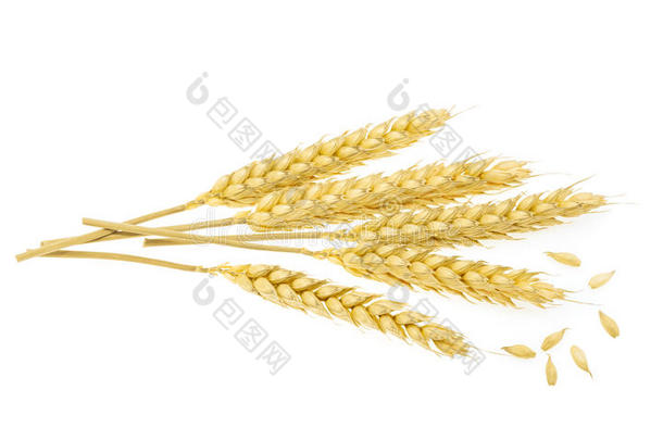 白地小麦