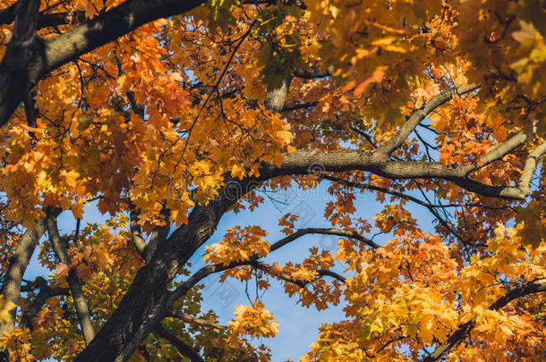 秋天的橙色生动的地图树树叶，蓝天背景