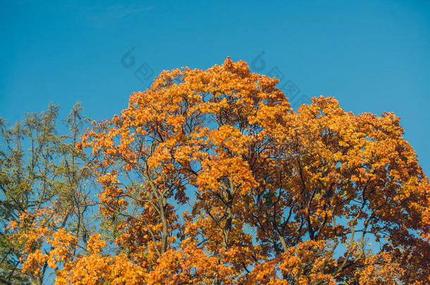 秋天的橙色生动的地图树树叶，蓝天背景