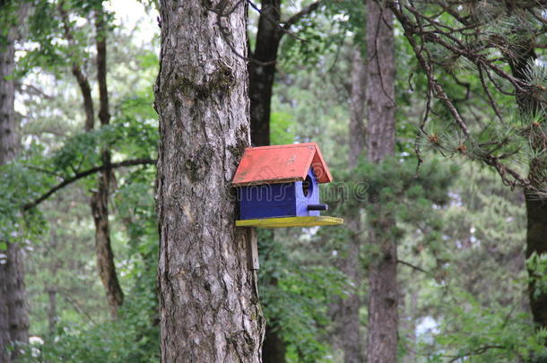 明亮的木制鸟舍安装在绿色森林的树上