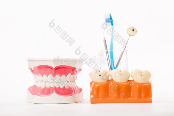 牙科模型，牙齿模型，牙科工具