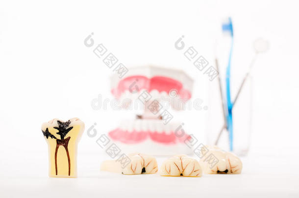 牙科模型，牙齿模型，牙科工具