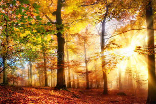 金色的阳光照射在朦胧的秋天森林里