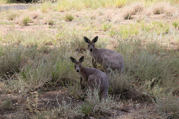 澳大利亚水平的袋鼠风景哺乳动物