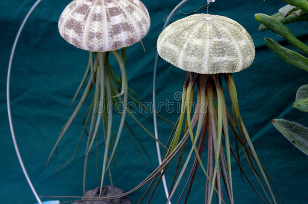 空中植物蒂兰西亚海胆组合水母装饰