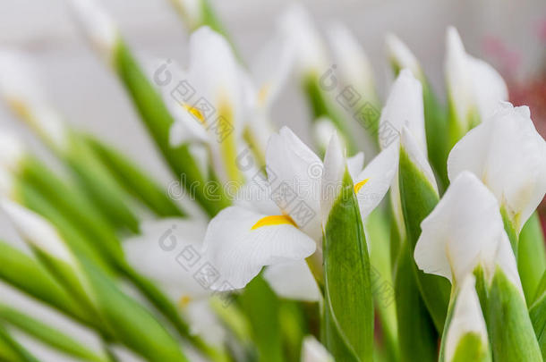 鲜花市场，鲜艳多彩的鲜花