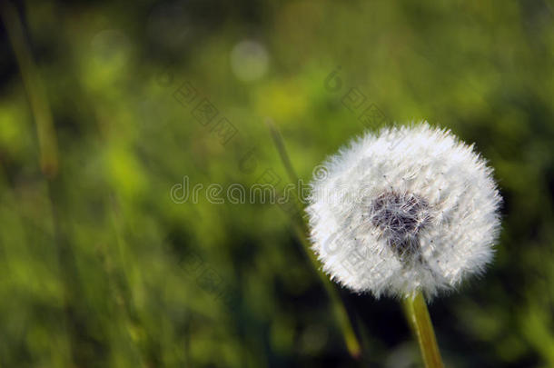 背景基础开始花开快乐