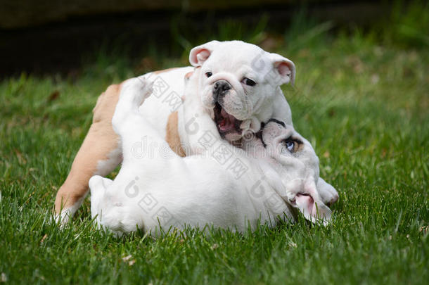 单独地树皮咬斗牛犬犬科动物