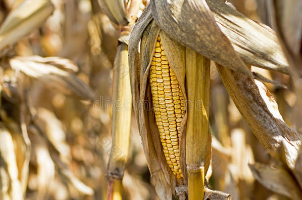 田里的玉米芯。 收获前秋天玉米的耳朵。 农业概念。