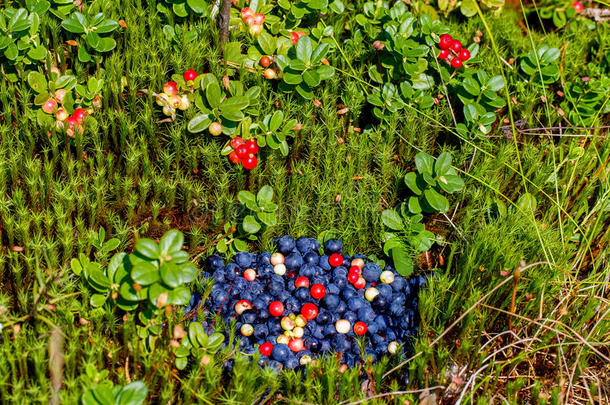 一把新鲜采摘的蓝莓和蔓越莓在森林里闪闪发光。 背景中的蔓越莓灌木丛。