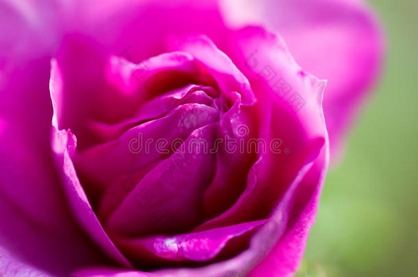 美丽的粉红色玫瑰宏。 柔和的焦点。