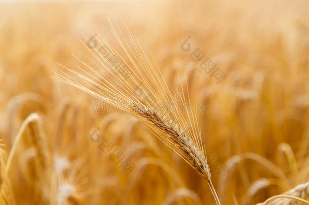 金色小麦耳朵或黑麦特写。 一种新鲜的黑麦作物。 的领域