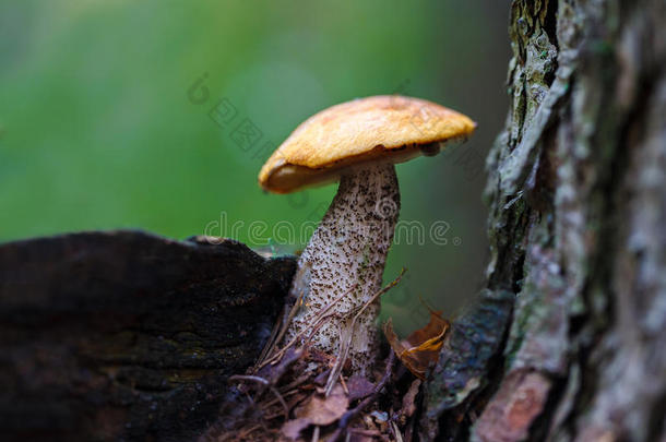 森林蘑菇橙色帽牛肝菌在草地上。