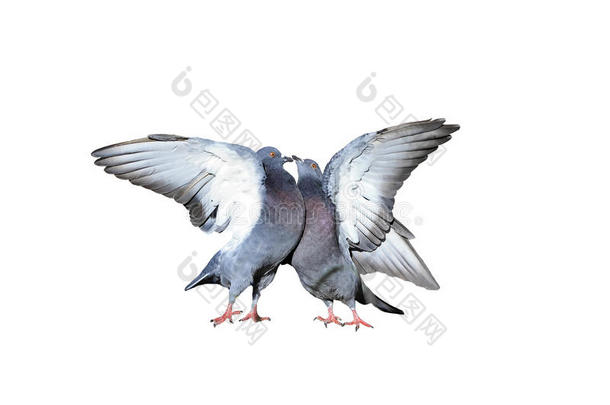 一对岩鸽<strong>咕咕咕</strong>地接吻，张开翅膀和羽毛