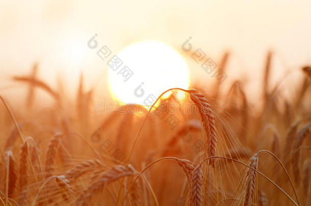 金色小麦耳朵或黑麦特写。 一种新鲜的黑麦作物。 的领域