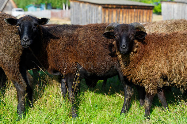 一群羊在<strong>村子</strong>里的草地上吃草。