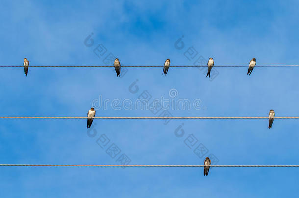 一群迁徙的燕子坐在电线上。