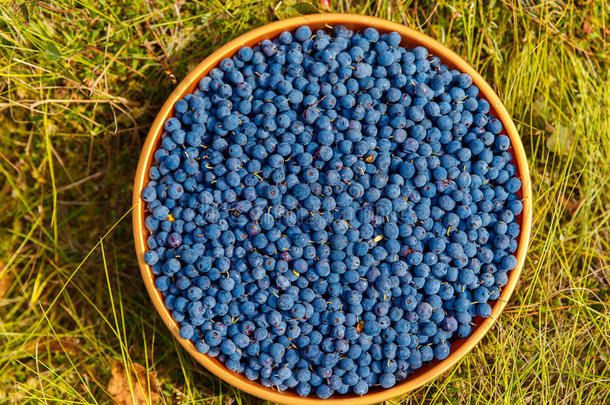 新鲜蓝莓在森林的塑料盆地里闪闪发光。