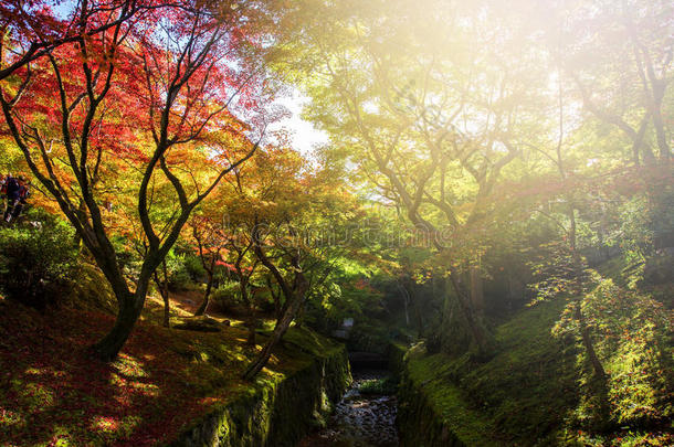 秋色在东京托福吉寺