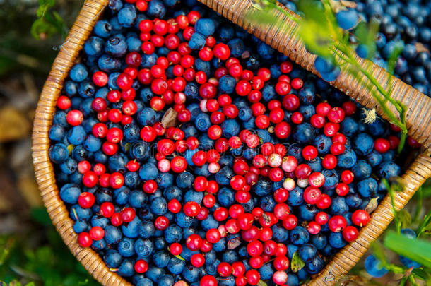 在蓝莓灌木丛中的树附近的森林里，一篮子蓝莓和草莓。