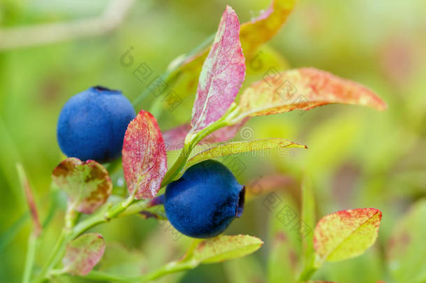 夏天花园里的<strong>蓝莓</strong>树枝，<strong>蓝莓</strong>灌木。 宏
