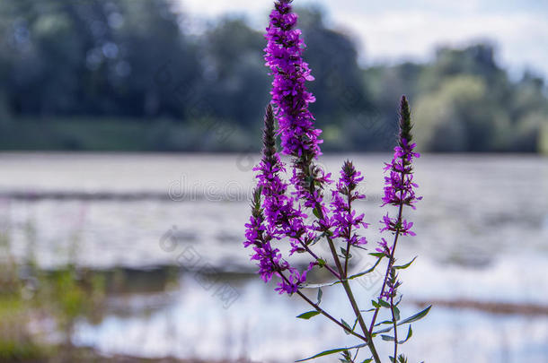 紫松-野花
