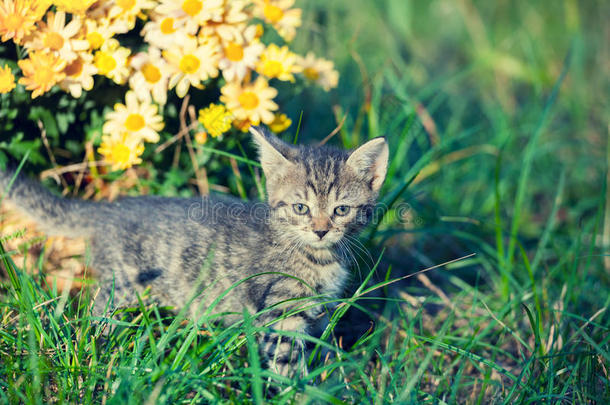 小猫在草地上散步