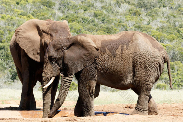 大象躲在他的兄弟非洲丛林大象后面