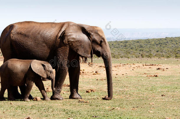 小象和他的母亲-非洲丛林大象同行